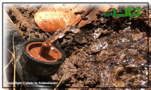 استفاده از اسید فسفریک در سیستم آبیاری قطره ای