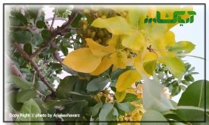 کمبود ازت در باغات پسته