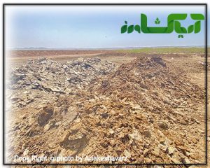 کود های مرغی قفسی و سالنی
